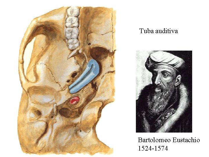 Tuba auditiva Bartolomeo Eustachio 1524 -1574 