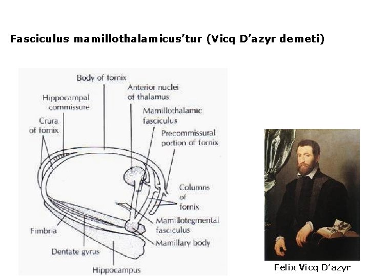 Fasciculus mamillothalamicus’tur (Vicq D’azyr demeti) Felix Vicq D’azyr 