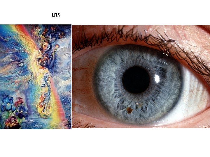iris 