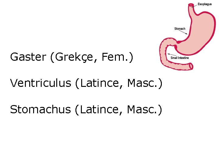 Gaster (Grekçe, Fem. ) Ventriculus (Latince, Masc. ) Stomachus (Latince, Masc. ) 