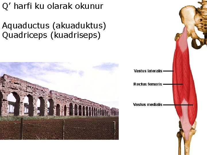 Q’ harfi ku olarak okunur Aquaductus (akuaduktus) Quadriceps (kuadriseps) 