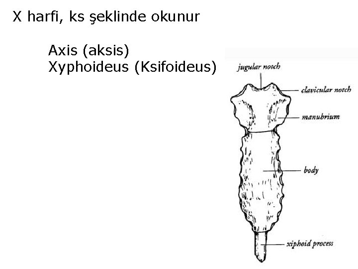 X harfi, ks şeklinde okunur Axis (aksis) Xyphoideus (Ksifoideus) 