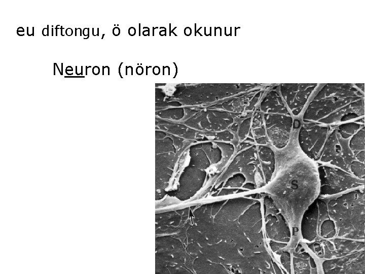 eu diftongu, ö olarak okunur Neuron (nöron) 