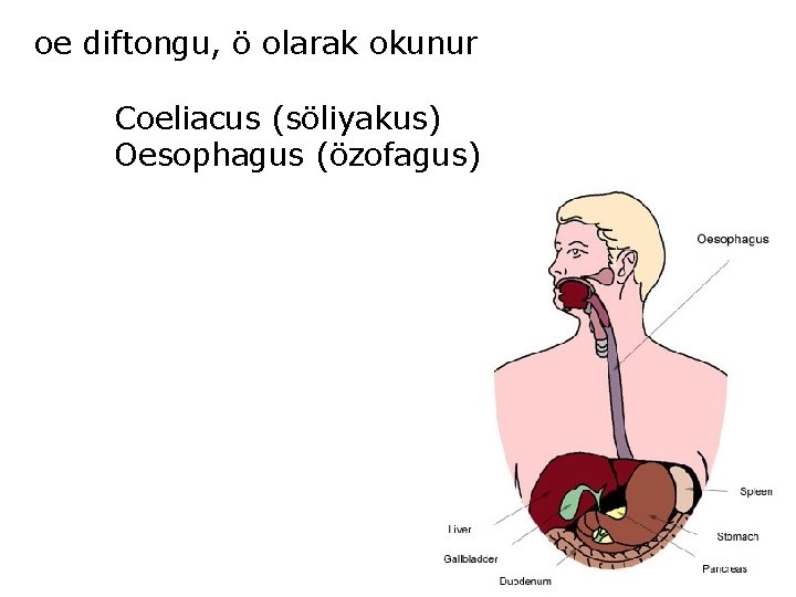 oe diftongu, ö olarak okunur Coeliacus (söliyakus) Oesophagus (özofagus) 
