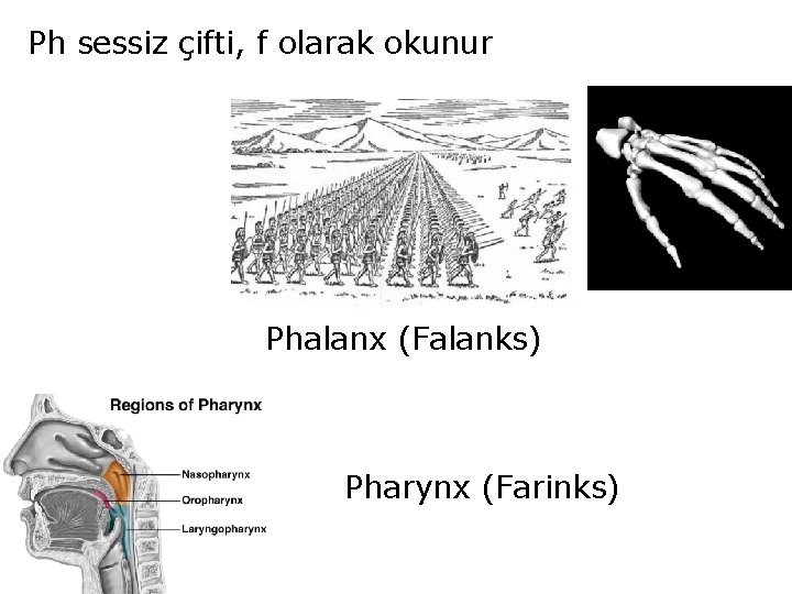 Ph sessiz çifti, f olarak okunur Phalanx (Falanks) Pharynx (Farinks) 