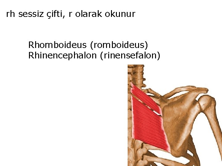 rh sessiz çifti, r olarak okunur Rhomboideus (romboideus) Rhinencephalon (rinensefalon) 
