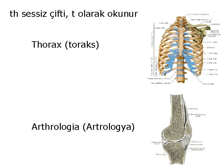 th sessiz çifti, t olarak okunur Thorax (toraks) Arthrologia (Artrologya) 