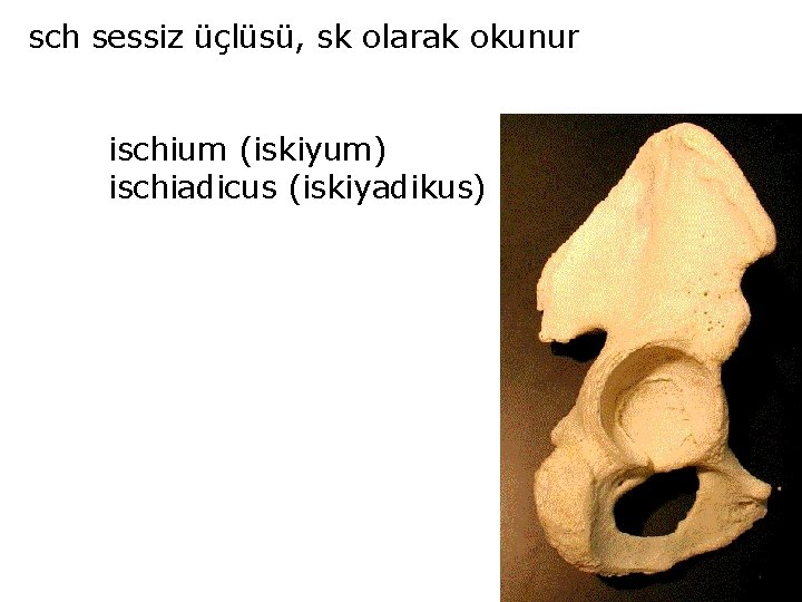 sch sessiz üçlüsü, sk olarak okunur ischium (iskiyum) ischiadicus (iskiyadikus) 