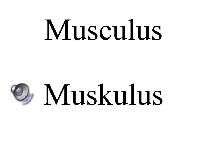 Musculus Muskulus 