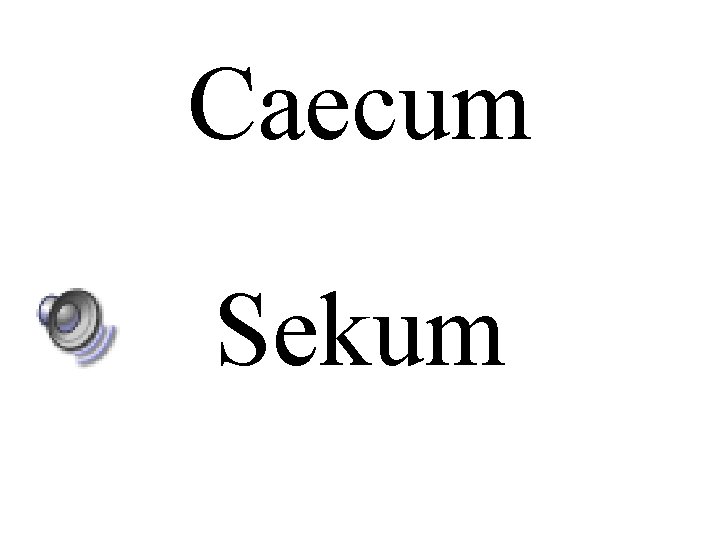 Caecum Sekum 