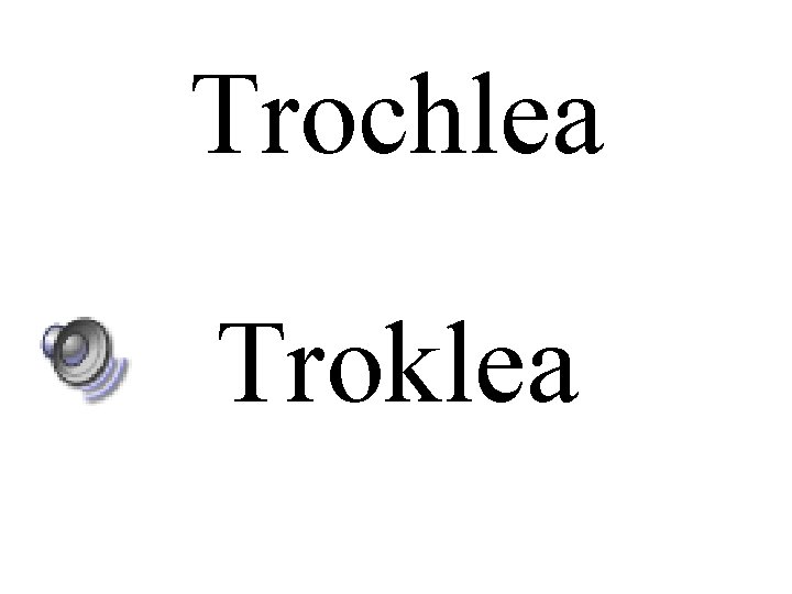 Trochlea Troklea 