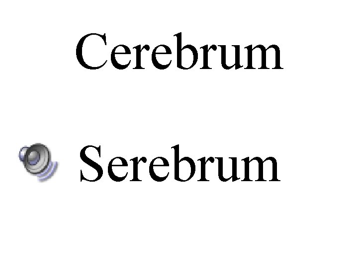 Cerebrum Serebrum 