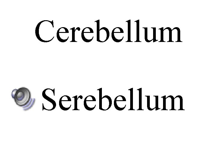 Cerebellum Serebellum 