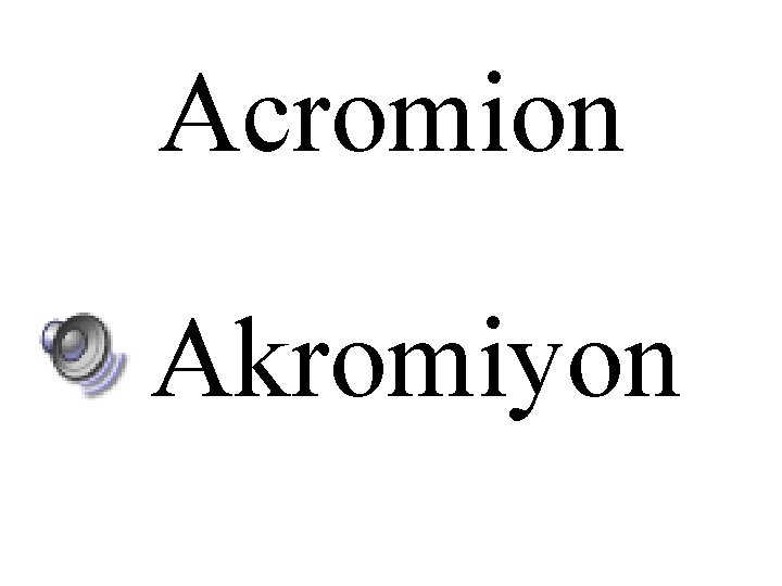 Acromion Akromiyon 