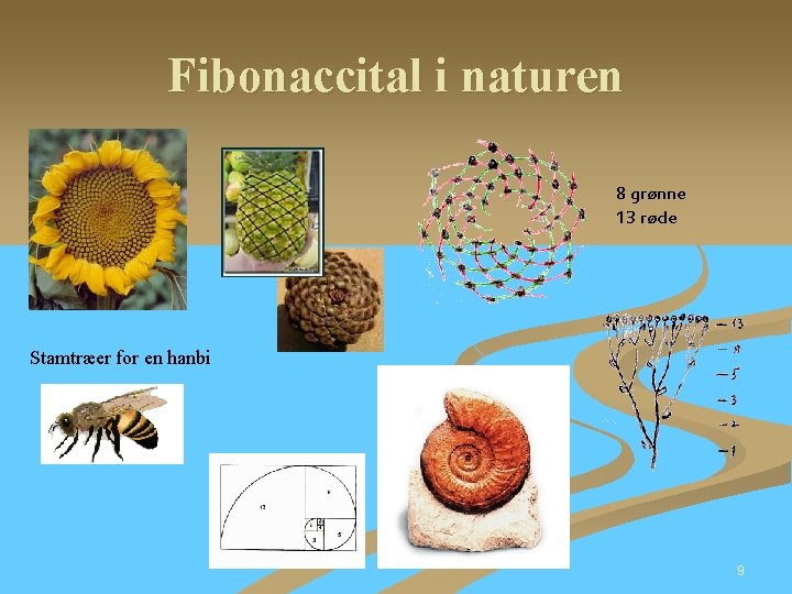 Fibonaccital i naturen 8 grønne 13 røde Stamtræer for en hanbi 9 Fibonaccital i naturen 8 grønne 13 røde Stamtræer for en hanbi 9