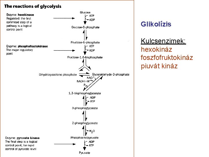 Glikolízis Kulcsenzimek: hexokináz foszfofruktokináz piuvát kináz 