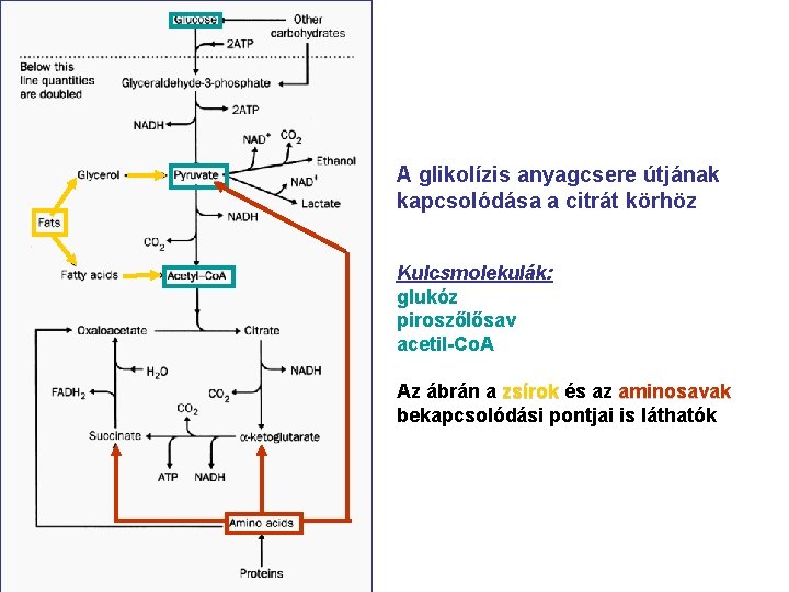A glikolízis anyagcsere útjának kapcsolódása a citrát körhöz Kulcsmolekulák: glukóz piroszőlősav acetil-Co. A Az