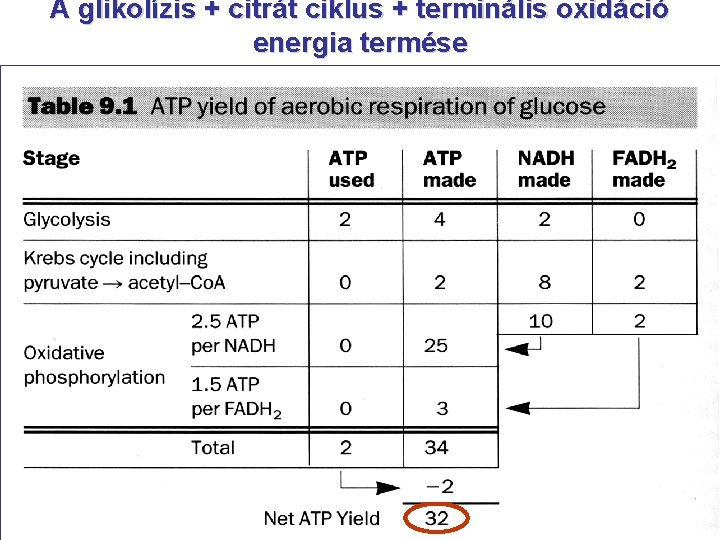 A glikolízis + citrát ciklus + terminális oxidáció energia termése 