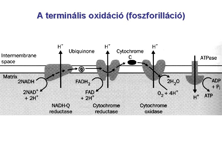 A terminális oxidáció (foszforilláció) 