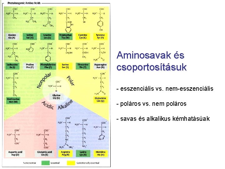 Aminosavak és csoportosításuk - esszenciális vs. nem-esszenciális - poláros vs. nem poláros - savas