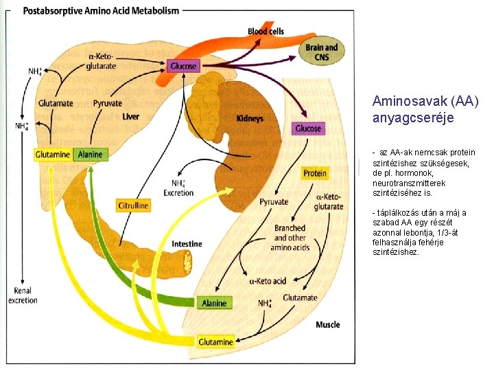 Aminosavak (AA) anyagcseréje - az AA-ak nemcsak protein szintézishez szükségesek, de pl. hormonok, neurotranszmitterek
