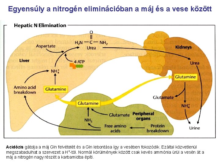 Egyensúly a nitrogén eliminációban a máj és a vese között Acidózis gátolja a máj