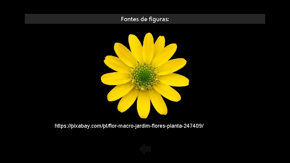 Fontes de figuras: https: //pixabay. com/pt/flor-macro-jardim-flores-planta-247409/ 