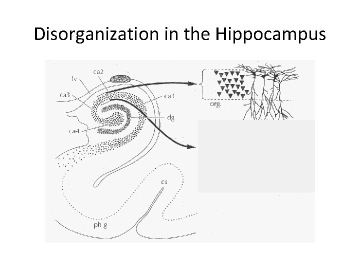Disorganization in the Hippocampus 