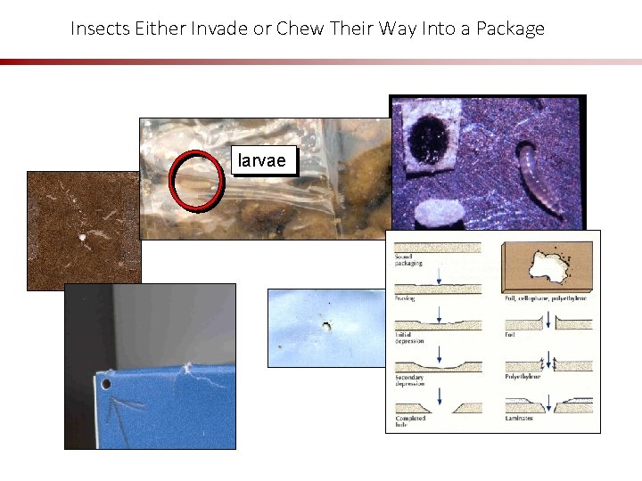Insects Either Invade or Chew Their Way Into a Package larvae 