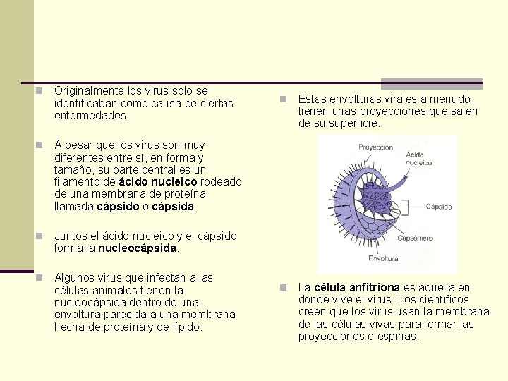 n Originalmente los virus solo se identificaban como causa de ciertas enfermedades. n A n Originalmente los virus solo se identificaban como causa de ciertas enfermedades. n A