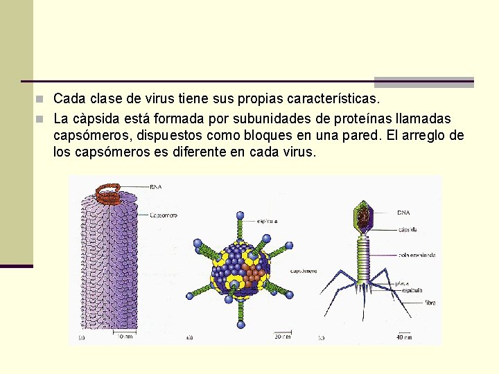 n Cada clase de virus tiene sus propias características. n La càpsida está formada