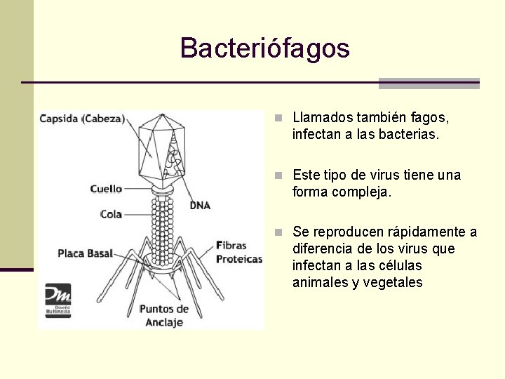 Bacteriófagos n Llamados también fagos, infectan a las bacterias. n Este tipo de virus Bacteriófagos n Llamados también fagos, infectan a las bacterias. n Este tipo de virus