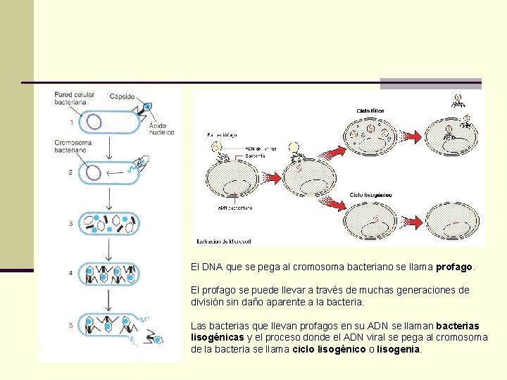 El DNA que se pega al cromosoma bacteriano se llama profago. El profago se