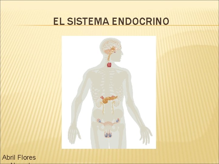 EL SISTEMA ENDOCRINO Abril Flores 