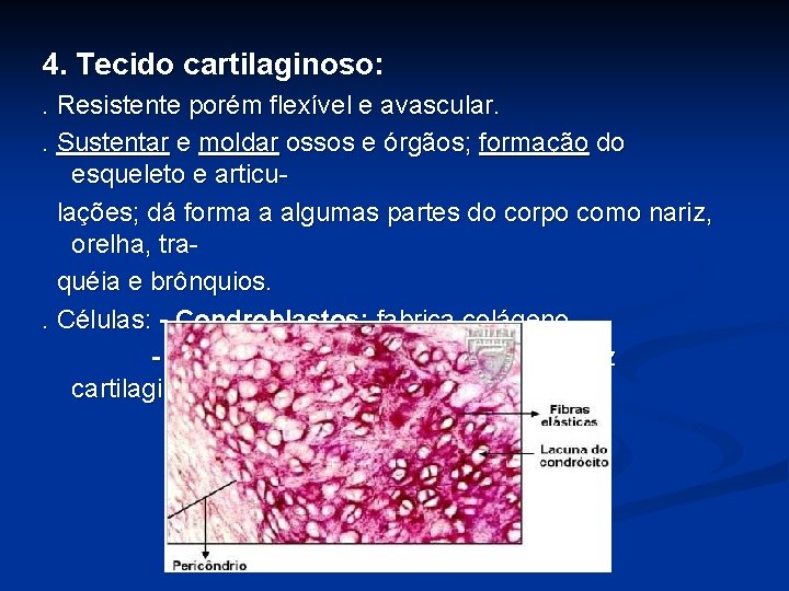 4. Tecido cartilaginoso: . Resistente porém flexível e avascular. . Sustentar e moldar ossos