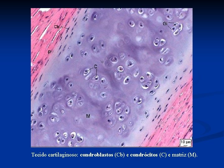 Tecido cartilaginoso: condroblastos (Cb) e condrócitos (C) e matriz (M). 