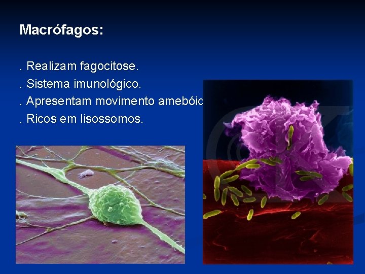 Macrófagos: . Realizam fagocitose. . Sistema imunológico. . Apresentam movimento amebóide. . Ricos em