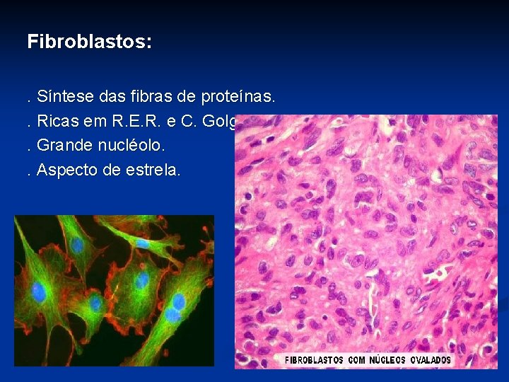 Fibroblastos: . Síntese das fibras de proteínas. . Ricas em R. E. R. e
