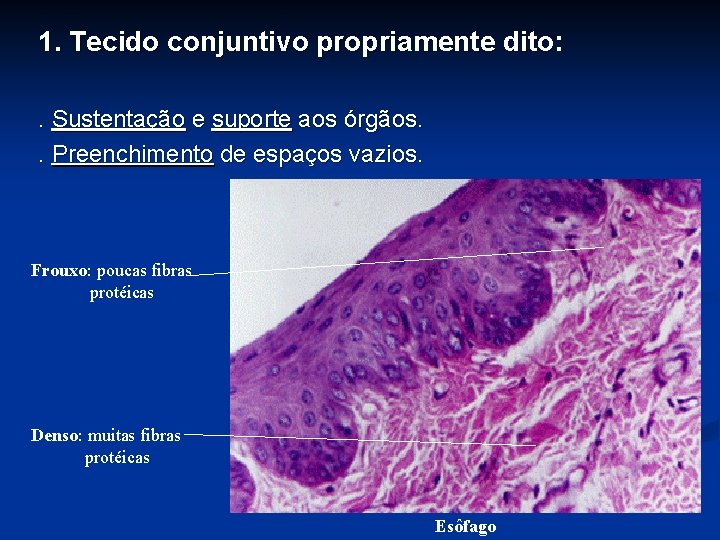 1. Tecido conjuntivo propriamente dito: . Sustentação e suporte aos órgãos. . Preenchimento de