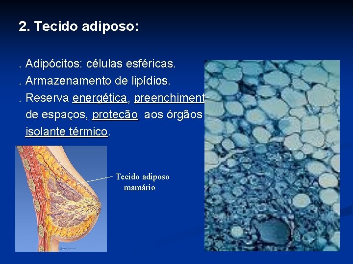 2. Tecido adiposo: . Adipócitos: células esféricas. . Armazenamento de lipídios. . Reserva energética,