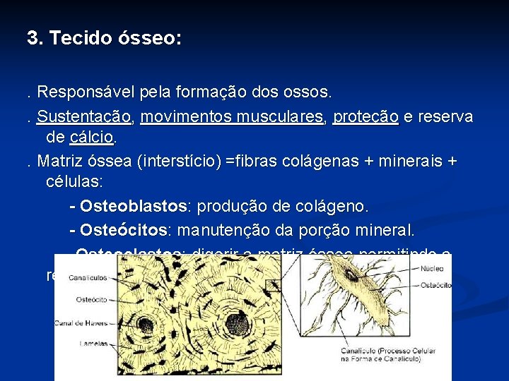 3. Tecido ósseo: . Responsável pela formação dos ossos. . Sustentação, movimentos musculares, proteção