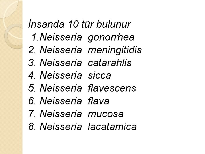 İnsanda 10 tür bulunur 1. Neisseria gonorrhea 2. Neisseria meningitidis 3. Neisseria catarahlis 4.
