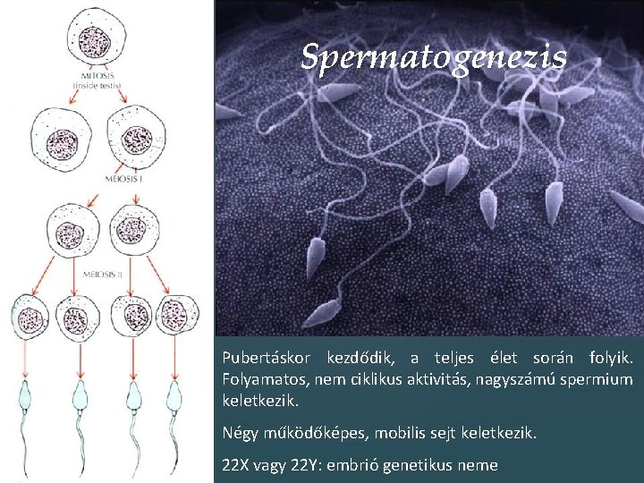 Spermatogenezis Pubertáskor kezdődik, a teljes élet során folyik. Folyamatos, nem ciklikus aktivitás, nagyszámú spermium