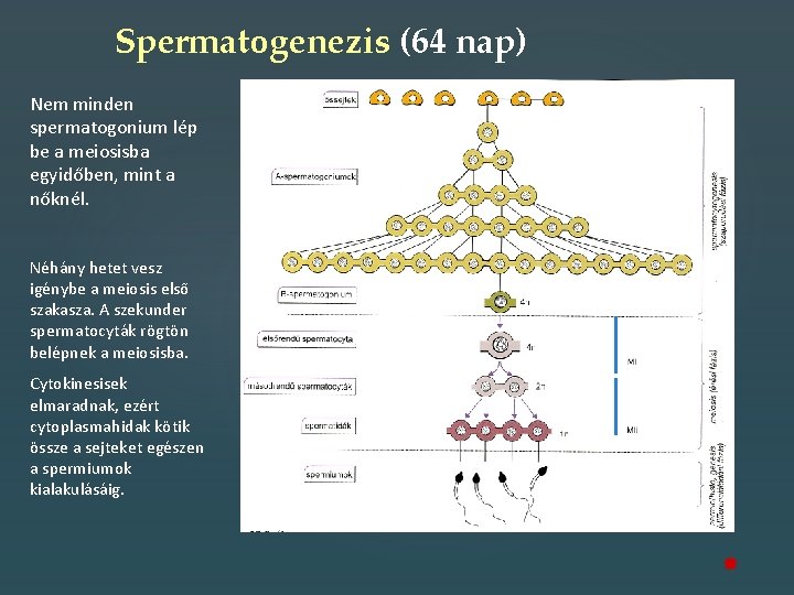 Spermatogenezis (64 nap) Nem minden spermatogonium lép be a meiosisba egyidőben, mint a nőknél.