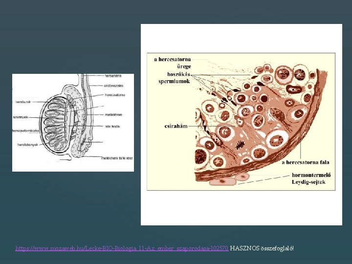 https: //www. mozaweb. hu/Lecke-BIO-Biologia_11 -Az_ember_szaporodasa-102570 HASZNOS összefoglaló! 