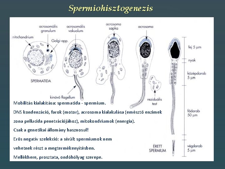 Spermiohisztogenezis Mobilitás kialakítása: spermatida - spermium. DNS kondenzáció, farok (motor), acrosoma kialakulása (emésztő enzimek