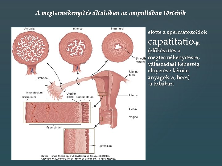 A megtermékenyítés általában az ampullában történik előtte a spermatozoidok capatitatio-ja (előkészítés a megtermékenyítésre, válaszadási