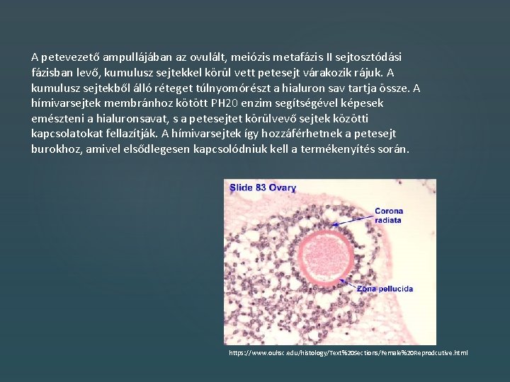 A petevezető ampullájában az ovulált, meiózis metafázis II sejtosztódási fázisban levő, kumulusz sejtekkel körül