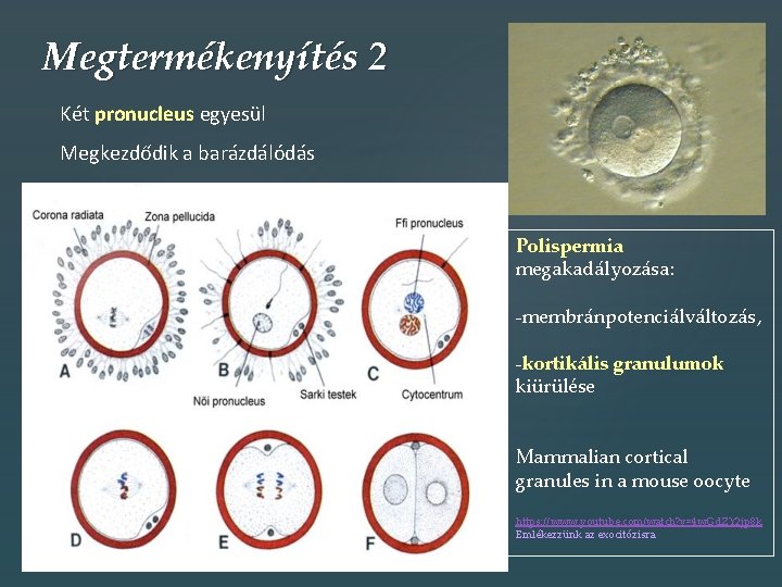 Megtermékenyítés 2 Két pronucleus egyesül Megkezdődik a barázdálódás Polispermia megakadályozása: -membránpotenciálváltozás, -kortikális granulumok kiürülése