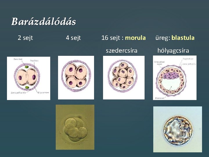 Barázdálódás 2 sejt 4 sejt 16 sejt : morula üreg: blastula szedercsíra hólyagcsíra 